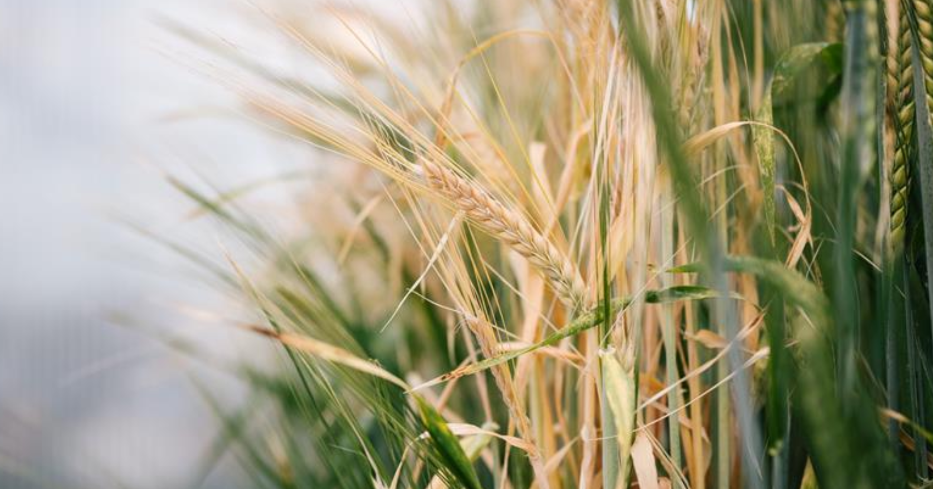 Smart Agriculture